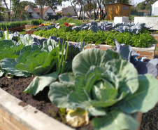 Instituto Água e Terra vai investir R$ 39,1 milhões em projetos de agroecologia em 21 municípios do Paraná.