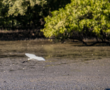 Monitoramento no Porto de Paranaguá registra quase 25 mil aves em 09 meses e reforça ações de conservação no Litoral