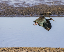 Monitoramento no Porto de Paranaguá registra quase 25 mil aves em 09 meses e reforça ações de conservação no Litoral