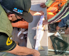 : Período de defeso da Piracema começa neste domingo (1º) e vai até 28 de fevereiro no Paraná.