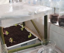 Aluno cria estufa inteligente com irrigação automática e planeja ampliar projeto para agricultura familiar