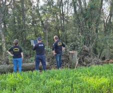 Mata Atlântica em pe
