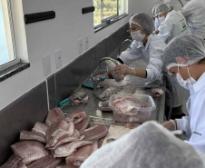 Com produção de quase uma tonelada de tilápia, colégio agrícola se destaca como pioneiro no Paraná