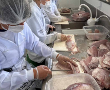 Com produção de quase uma tonelada de tilápia, colégio agrícola se destaca como pioneiro no Paraná