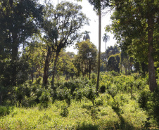 O Paraná é o terceiro estado brasileiro com o maior número de produtos certificados ou em processo de certificação de Indicação Geográfica. A importância da erva-mate para a história do Paraná – um
ramo da planta é inclusive um dos símbolos do brasão do Estado – foi um dos fatores
que levou à certificação do produto no ano passado. Foto: José Fernando Ogura/ANPr.