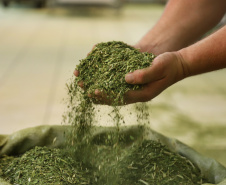 O Paraná é o terceiro estado brasileiro com o maior número de produtos certificados ou em processo de certificação de Indicação Geográfica. A importância da erva-mate para a história do Paraná – um
ramo da planta é inclusive um dos símbolos do brasão do Estado – foi um dos fatores
que levou à certificação do produto no ano passado. Foto: José Fernando Ogura/ANPr