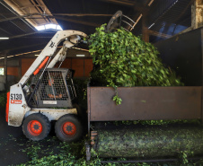 O Paraná é o terceiro estado brasileiro com o maior número de produtos certificados ou em processo de certificação de Indicação Geográfica. A importância da erva-mate para a história do Paraná – um
ramo da planta é inclusive um dos símbolos do brasão do Estado – foi um dos fatores
que levou à certificação do produto no ano passado. Foto: José Fernando Ogura/ANPr