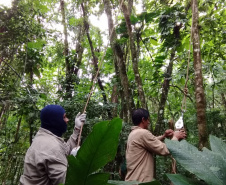 Duas equipes de entomologistas da Secretaria de Estado da Saúde estão coletando mosquitos em áreas de mata e periurbanas (nas periferias de cidades) de todo o Litoral do Paraná, incluindo a região onde foram encontrados os macacos mortos pela febre amarela, em Antonina. -  Curitiba, 13/02/2019  -  Foto: Divulgação SESA