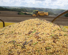  O Paraná irá colher na safra de grãos de verão 2018/19 um volume de 19,9 milhões de toneladas, 12% menor que a safra anterior que rendeu um volume de 22,7 milhões de toneladas. Apesar da perda, os preços dos principais produtos permanecem bons para os produtores.Foto Jonas Oliveira/ ArquivoANPr