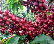 O Café do Norte Pioneiro foi o primeiro produto a obter o registro de Indicação Geográfica (IG) junto ao Instituto Nacional de Propriedade Industrial (INPI).  -  Foto:  Emater de Carlópolis