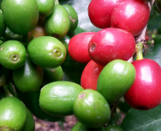 O Café do Norte Pioneiro foi o primeiro produto a obter o registro de Indicação Geográfica (IG) junto ao Instituto Nacional de Propriedade Industrial (INPI).  -  Foto:  Emater de Carlópolis