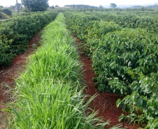 O Café do Norte Pioneiro foi o primeiro produto a obter o registro de Indicação Geográfica (IG) junto ao Instituto Nacional de Propriedade Industrial (INPI).  -  Foto:  Paulo Franzini/SEAB