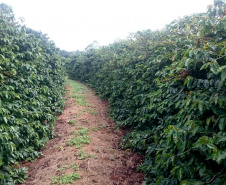 O Café do Norte Pioneiro foi o primeiro produto a obter o registro de Indicação Geográfica (IG) junto ao Instituto Nacional de Propriedade Industrial (INPI).  -  Foto:  Paulo Franzini/SEAB