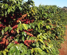 O Café do Norte Pioneiro foi o primeiro produto a obter o registro de Indicação Geográfica (IG) junto ao Instituto Nacional de Propriedade Industrial (INPI).  -  Foto:  Paulo Franzini/SEAB