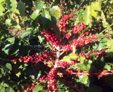 O Café do Norte Pioneiro foi o primeiro produto a obter o registro de Indicação Geográfica (IG) junto ao Instituto Nacional de Propriedade Industrial (INPI).  -  Foto:  Paulo Franzini/SEAB