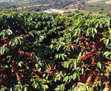 O Café do Norte Pioneiro foi o primeiro produto a obter o registro de Indicação Geográfica (IG) junto ao Instituto Nacional de Propriedade Industrial (INPI).  -  Foto:  Paulo Franzini/SEAB