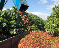 O Café do Norte Pioneiro foi o primeiro produto a obter o registro de Indicação Geográfica (IG) junto ao Instituto Nacional de Propriedade Industrial (INPI).  Foto: Paulo Franzini/SEAB