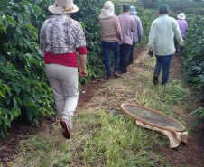 Cafeicultoras de Carlópolis e Tomazina, no Norte Pioneiro do Paraná, estão exportando o café especial que produzem na região. A venda das 460 primeiras sacas do produto ao Japão e à Austrália, nos últimos dois anos, representou aumento na renda das famílias e também mais um passo do projeto Mulheres do Café, implantado pelo Instituto Paranaense de Assistência Técnica e Extensão Rural (Emater) na região.  Foto: Divulgação