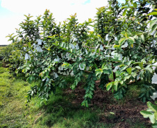 Associação de Fruticultores e Olericultores de Carlópolis - Produtores de goiaba.  -  Foto: 