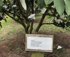 Associação de Fruticultores e Olericultores de Carlópolis - Produtores de goiaba. Na foto, Placas para identificação de talhões, garantindo a rastreabilidade do produtor. Foto: Luiza Rocha Ribeiro 