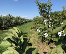 Associação de Fruticultores e Olericultores de Carlópolis - Produtores de goiaba. Na foto, Pomar de goiabeira chinesa no sítio da produtora Inês Sasaki. Foto: Luiza Rocha Ribeiro  