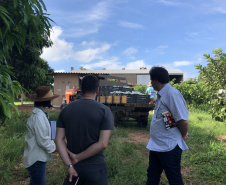 Associação de Fruticultores e Olericultores de Carlópolis - Produtores de goiaba.  -  Foto: 