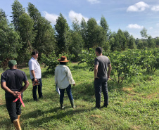 Associação de Fruticultores e Olericultores de Carlópolis - Produtores de goiaba.  -  Foto: 