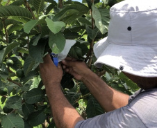 Associação de Fruticultores e Olericultores de Carlópolis - Produtores de goiaba.  -  Foto: 