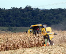 Relatório mensal do Departamento de Economia Rural (Deral) da Secretaria de Estado da Agricultura e do Abastecimento mostra que a estimativa de produção da safra de grãos 2018/2019 deve ser de 37,3 milhões de toneladas, 5% maior do que no ano passado e também superior à estimativa anterior, de 37,1 milhões. Na safra anterior, a produção foi de 35,4 milhões.  -  Foto: Jonas Oliveira/Arquivo ANPr
