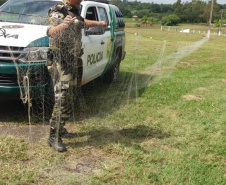 A Secretaria de Desenvolvimento Sustentável e Turismo e as equipes do Batalhão de Polícia Ambiental Força Verde aplicaram 930 autos de infração ambiental em 2019, em 190 municípios do Paraná, por desmatamento irregular (51%), posse ilegal ou maus tratos a animais (18%), efluentes industriais (17%) e pesca fora dos lugares permitidos por lei (5%). Cerca de 90% foi registrado pela polícia, o que resultou em mais de R$ 5 milhões em multas. Foto:Policia Ambiental