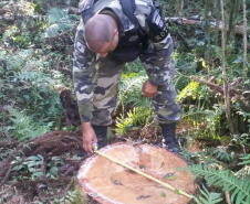 A Secretaria de Desenvolvimento Sustentável e Turismo e as equipes do Batalhão de Polícia Ambiental Força Verde aplicaram 930 autos de infração ambiental em 2019, em 190 municípios do Paraná, por desmatamento irregular (51%), posse ilegal ou maus tratos a animais (18%), efluentes industriais (17%) e pesca fora dos lugares permitidos por lei (5%). Cerca de 90% foi registrado pela polícia, o que resultou em mais de R$ 5 milhões em multas. Foto:Policia Ambiental