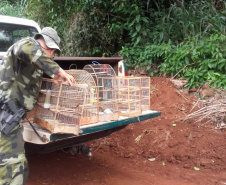 A Secretaria de Desenvolvimento Sustentável e Turismo e as equipes do Batalhão de Polícia Ambiental Força Verde aplicaram 930 autos de infração ambiental em 2019, em 190 municípios do Paraná, por desmatamento irregular (51%), posse ilegal ou maus tratos a animais (18%), efluentes industriais (17%) e pesca fora dos lugares permitidos por lei (5%). Cerca de 90% foi registrado pela polícia, o que resultou em mais de R$ 5 milhões em multas. Foto:Policia Ambiental