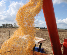 Relatório da safra 2018/2019 divulgado nesta quinta-feira (23) pelo Departamento de Economia Rural (Deral), da Secretaria de Estado da Agricultura e do Abastecimento, mostra que a produção paranaense de grão pode chegar a 37,1 milhões de toneladas, uma variação positiva de 5% em relação à safra anterior.

Segundo o Deral, o milho pode representar 17% do total nacional na safra 2018/2019.  Foto: Jonas Oliveira/Arquivo-ANPr