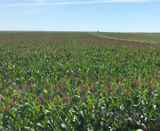 O Instituto Agronômico do Paraná (Iapar) promove de terça (4) a quinta (6), em diversas cidades do Paraná, a Rodada Técnica de Fungicidas em Milho. O evento vai reunir parceiros do instituto, como agricultores que produzem sementes com as variedades da instituição, técnicos de cooperativas e extensionistas da Emater para um treinamento.  -  Foto: Divulgação IAPAR