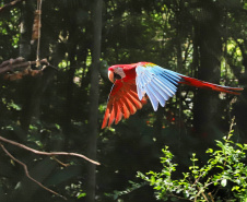 04/2019 - Foz do Iguaçu - Parque das Aves. Foto: José Fernando Ogura/ANPr