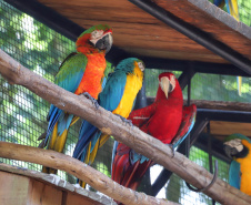04/2019 - Foz do Iguaçu - Parque das Aves. Foto: José Fernando Ogura/ANPr
