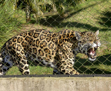  O Criadouro Onça-Pintada é mantido pela Associação de Pesquisa e Conservação da Vida Silvestre (SPVS). É um espaço para receber animais ameaçados de extinção que necessitem de cuidado especial e também espécies da fauna silvestre brasileira. Foto: Jaelson Lucas/ANPr