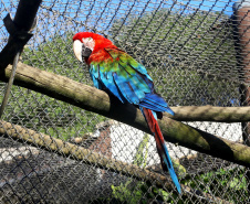  O Criadouro Onça-Pintada é mantido pela Associação de Pesquisa e Conservação da Vida Silvestre (SPVS). É um espaço para receber animais ameaçados de extinção que necessitem de cuidado especial e também espécies da fauna silvestre brasileira. Foto: Jaelson Lucas/ANPr