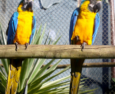  O Criadouro Onça-Pintada é mantido pela Associação de Pesquisa e Conservação da Vida Silvestre (SPVS). É um espaço para receber animais ameaçados de extinção que necessitem de cuidado especial e também espécies da fauna silvestre brasileira. Foto: Jaelson Lucas/ANPr
