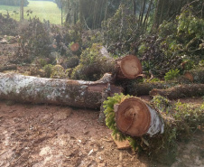 Fiscais do Instituto Ambiental do Paraná (IAP), regional de União da Vitória, identificaram nessa quinta-feira (13), no município de Paulo Frontin, uma área de corte de vegetação nativa ilegal, equivalente a 1,43 hectares de desmate.   União da Vitória, 13/06/2019  -  Foto: Divulgaação IAP