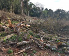Fiscais do Instituto Ambiental do Paraná (IAP), regional de União da Vitória, identificaram nessa quinta-feira (13), no município de Paulo Frontin, uma área de corte de vegetação nativa ilegal, equivalente a 1,43 hectares de desmate.   União da Vitória, 13/06/2019  -  Foto: Divulgaação IAP