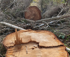 Fiscais do Instituto Ambiental do Paraná (IAP), regional de União da Vitória, identificaram nessa quinta-feira (13), no município de Paulo Frontin, uma área de corte de vegetação nativa ilegal, equivalente a 1,43 hectares de desmate.   União da Vitória, 13/06/2019  -  Foto: Divulgaação IAP