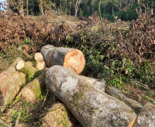 Fiscais do Instituto Ambiental do Paraná (IAP), regional de União da Vitória, identificaram nessa quinta-feira (13), no município de Paulo Frontin, uma área de corte de vegetação nativa ilegal, equivalente a 1,43 hectares de desmate.   União da Vitória, 13/06/2019  -  Foto: Divulgaação IAP