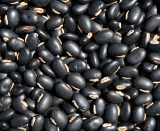O Paraná é o maior produtor nacional de feijão-preto e um dos principais no cultivo de outras variedades do grão, que tem presença obrigatória no prato dos brasileiros