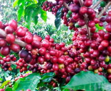 O Instituto Agronômico do Paraná (Iapar) e o Sistema Meteorológico do Paraná (Simepar) alertam que há previsão de geadas na madrugada deste sábado (6) e domingo (7) para toda a região cafeeira paranaense. -  Curitiba, 04/07/2019  -  Emater de Carlópolis