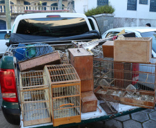 Uma operação da Polícia Militar iniciada nesta terça-feira (24) com o objetivo de combater o tráfico e o comércio de aves silvestres cumpriu mandados de prisão em Curitiba, Almirante Tamandaré, Campo Largo, Fazenda Rio Grande, Piraquara, Colombo e Cerro Azul. Foto: Soldado Ismael Ponchio