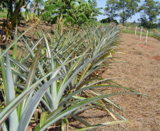 “O Paraná é o sexto estado do Brasil que mais produz frutas, mas tem potencial para ser o primeiro”. A opinião é do pesquisador do Instituto Agronômico do Paraná (Iapar) Sérgio Carvalho, que há quase 50 anos estuda a fruticultura no estado e foi um dos responsáveis por importantes avanços em diversas culturas, como o zoneamento de citros, uva e banana .Foto: Divulgação Emater