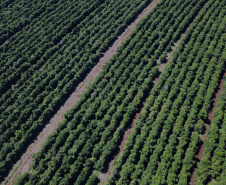 Estudo analisa três décadas de mudanças na cafeicultura brasileira. Foto: José Fernando Ogura/ANPr
