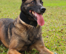 A Polícia Civil do Paraná prepara a aposentadoria de sua cachorra policial Shiva. Após seis anos de serviço prestado à sociedade, com inúmeras apreensões de drogas, que levaram à prisão de muitos traficantes, o descanso é merecido. Foto: Fabio Dias/PCPR