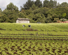 Associações e cooperativas de produtores familiares podem se inscrever, até 18 de setembro, no Programa Estadual de Apoio ao Cooperativismo da Agricultura Familiar